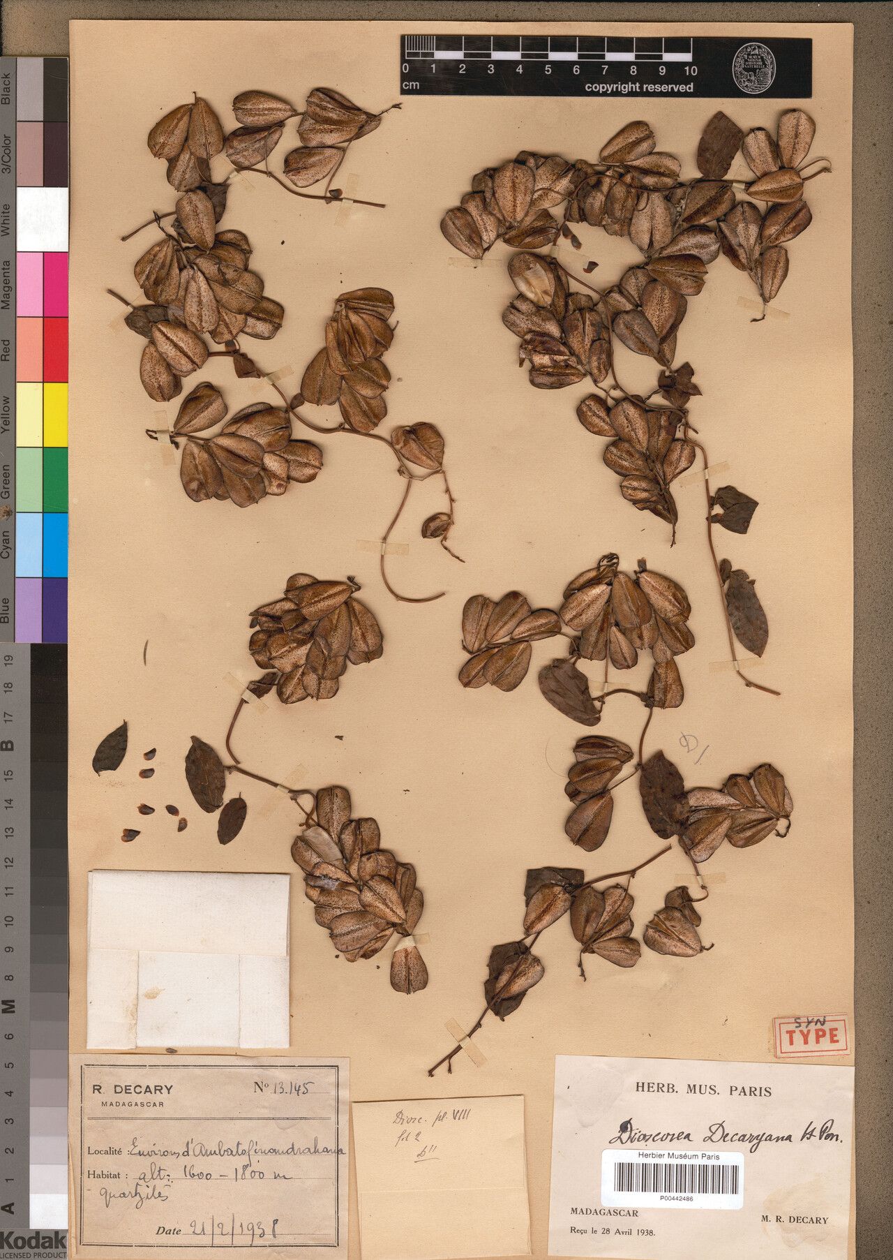 Dioscorea decaryana — houseplant care guide