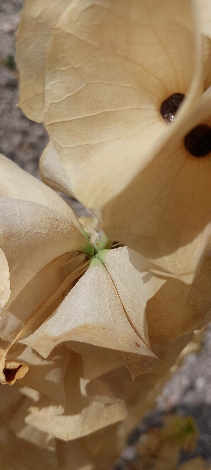 Moluccella laevis fruit