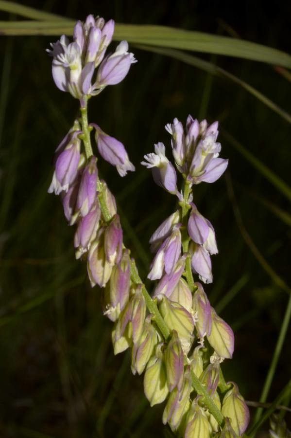 Polygala comosa bark
