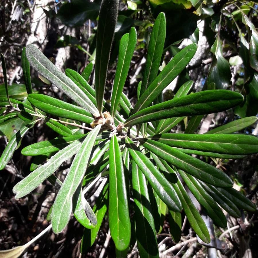 Planchonella kaalaensis leaf