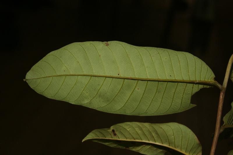 Caraipa punctulata — houseplant care guide