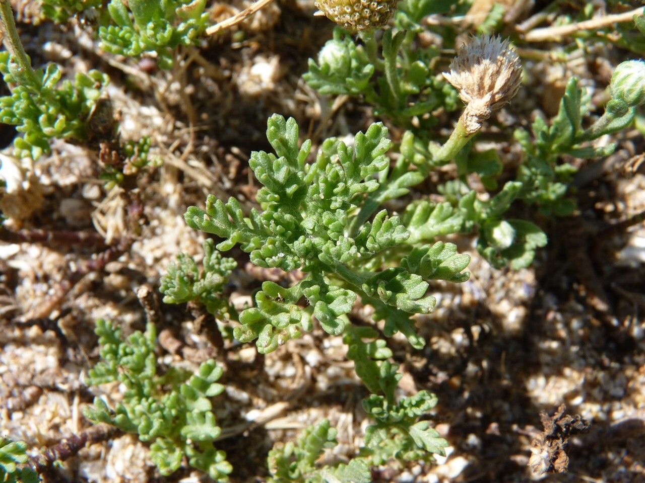 Anthemis maritima leaf