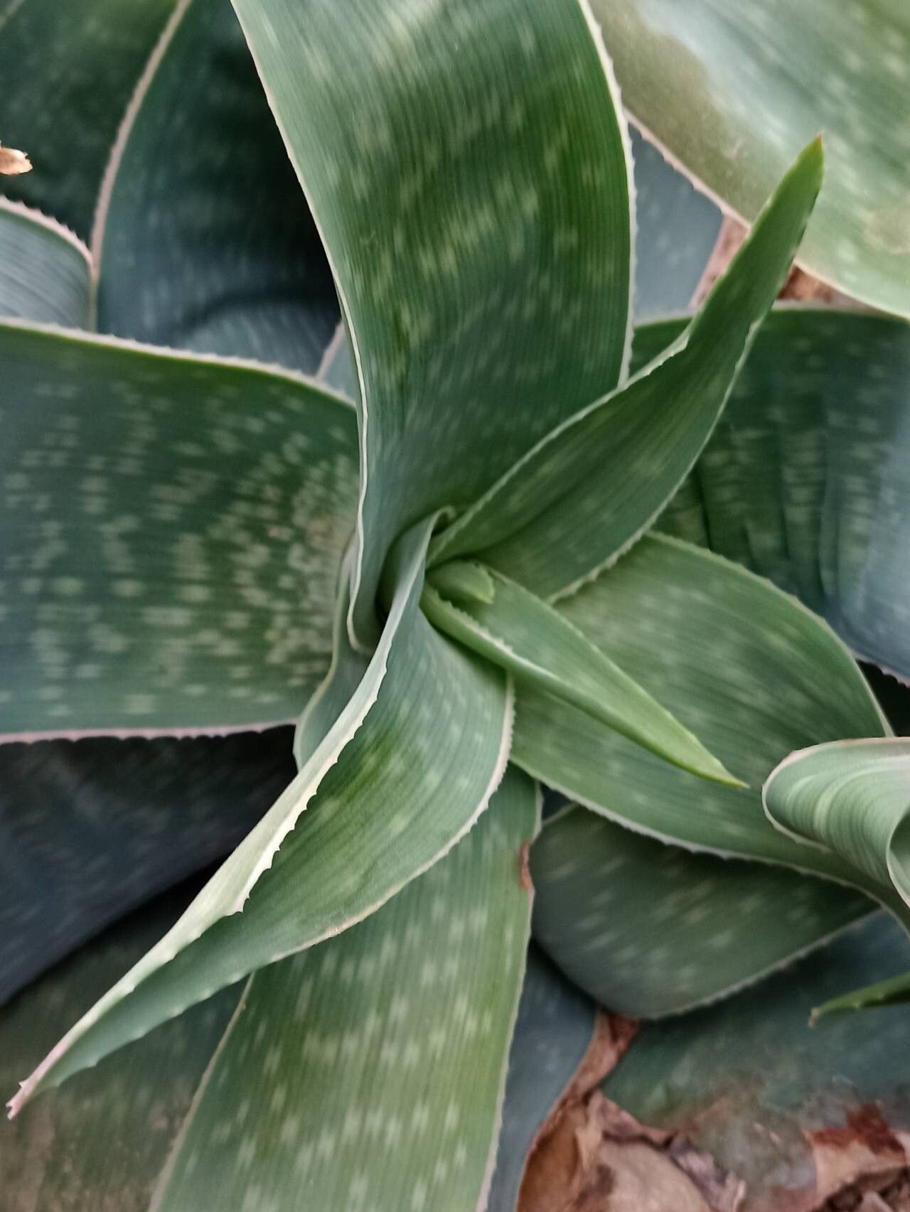 Aloe reynoldsii habit