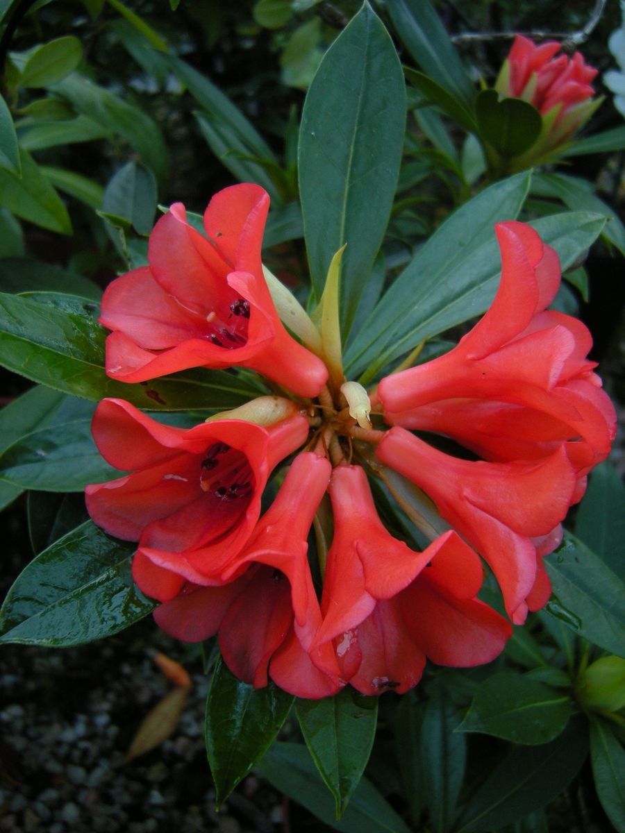 Rhododendron reynosoi — houseplant care guide