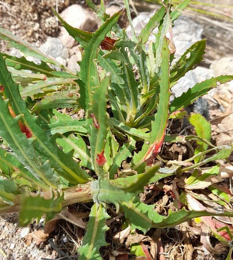 Oenothera indecora — search result for 'Oenothera'