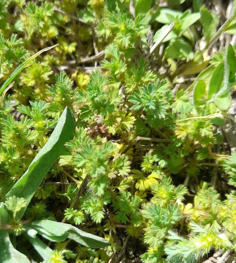 Aphanes parodii habit