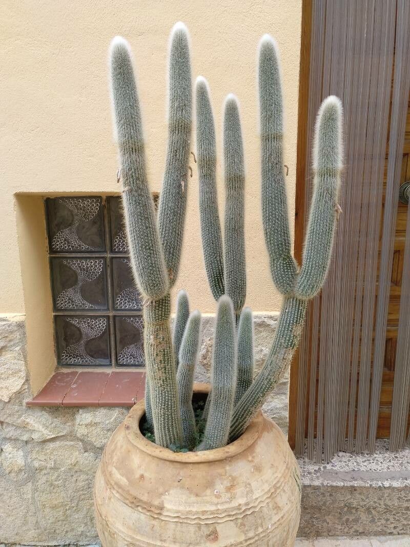 Cleistocactus ritteri leaf