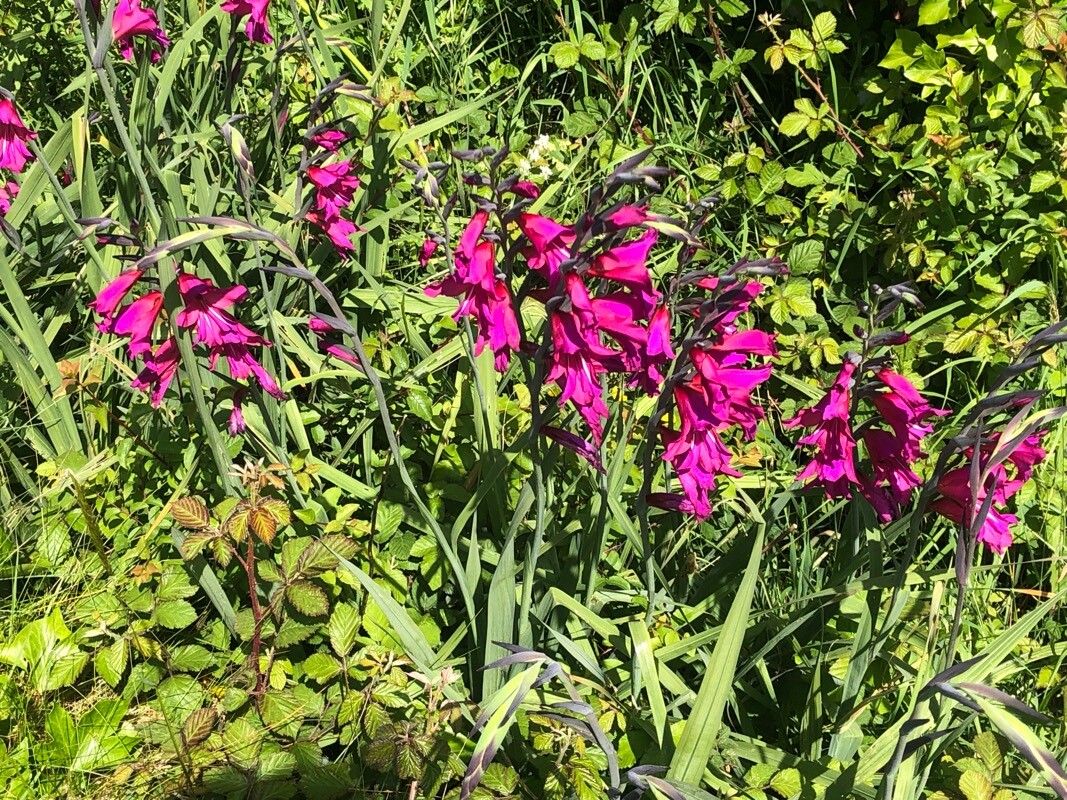 Gladiolus × byzantinus habit