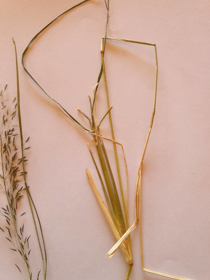 Eragrostis tenuifolia leaf