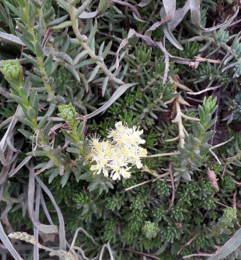 Sedum sediforme flower