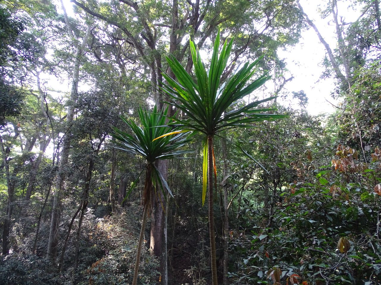 Dracaena steudneri leaf