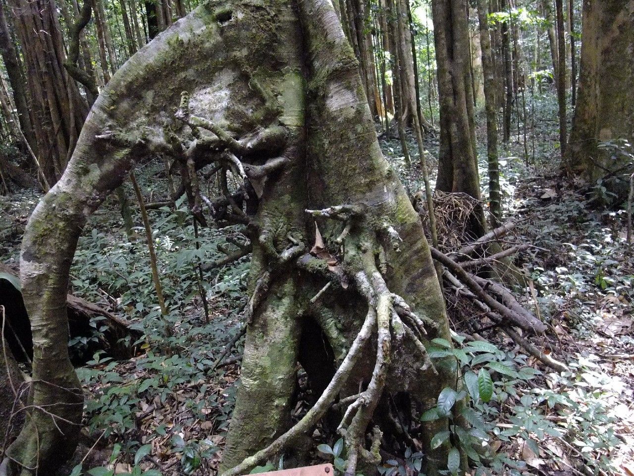 Planchonella chartacea bark
