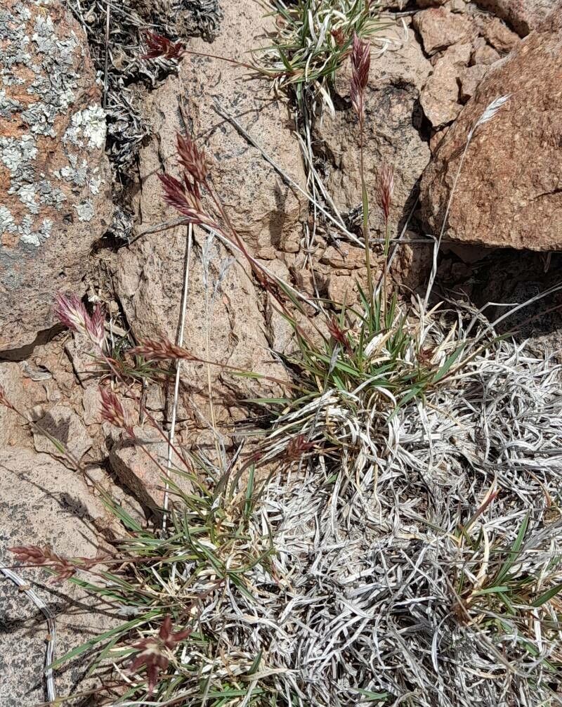 Erioneuron pilosum habit