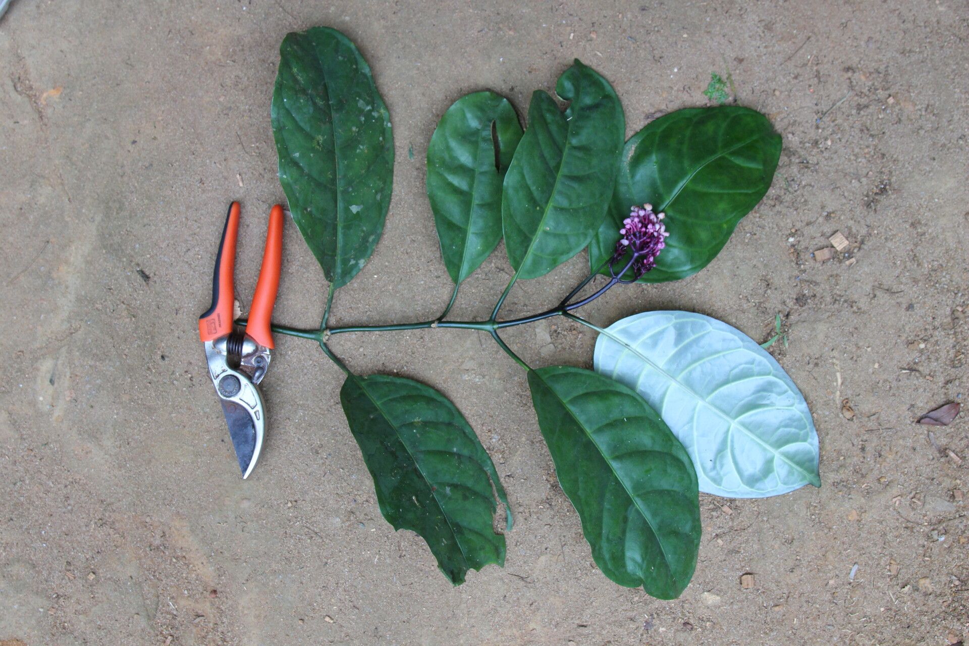 Chassalia zenkeri habit