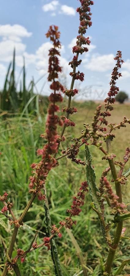 Rumex steudelii flower