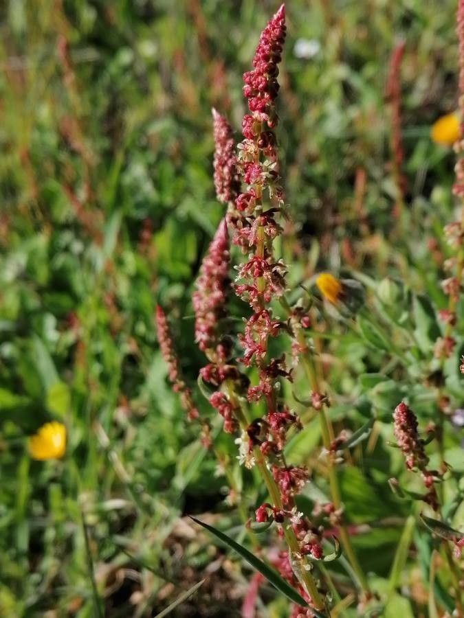 Rumex thyrsoides flower