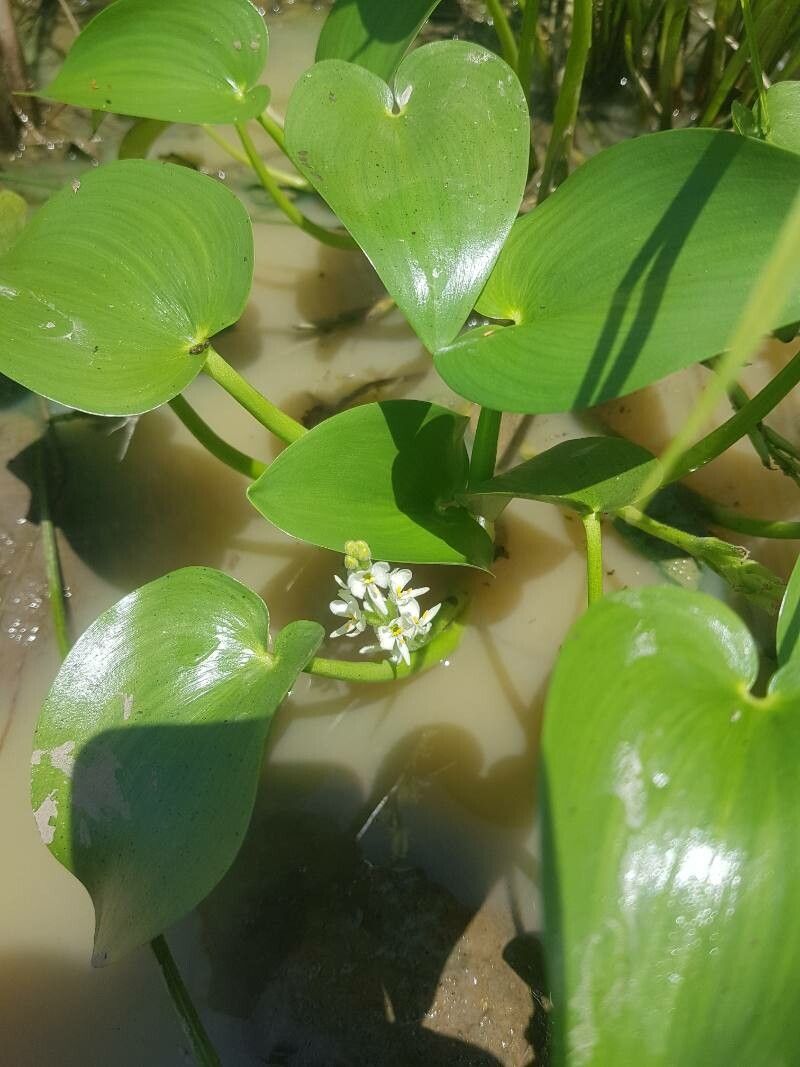 Heteranthera callifolia — related species from the same genus