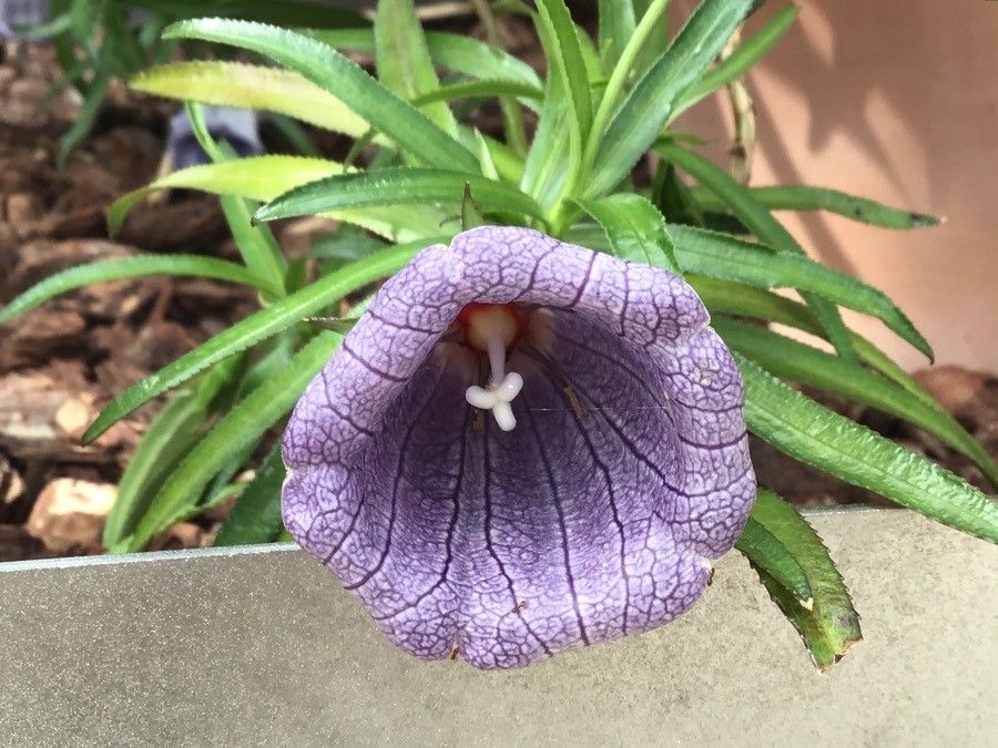 Nesocodon mauritianus flower