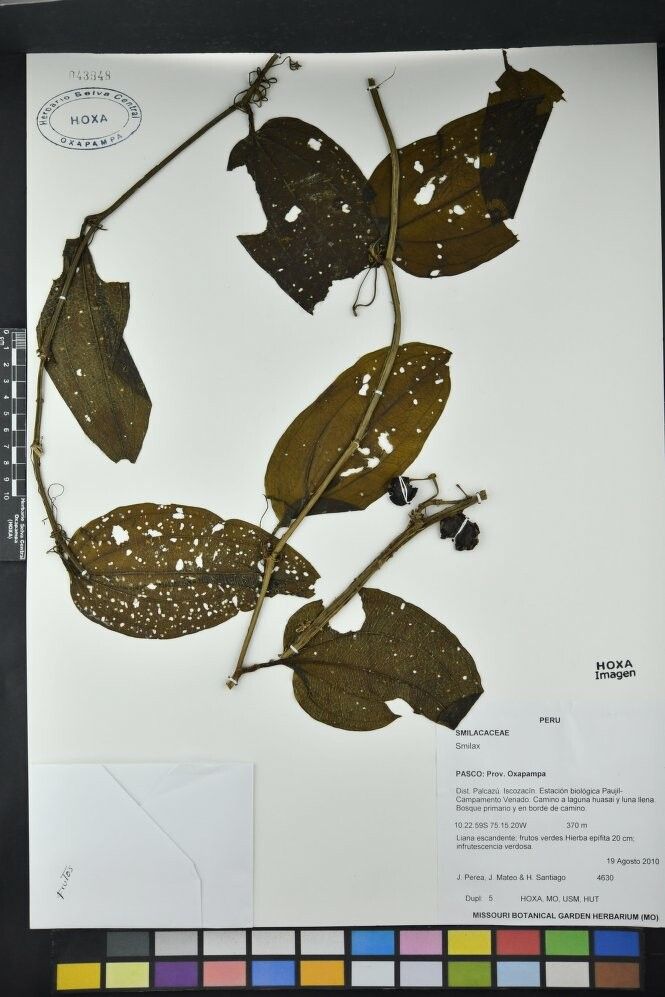 Smilax longifolia — search result for 'Smilax'