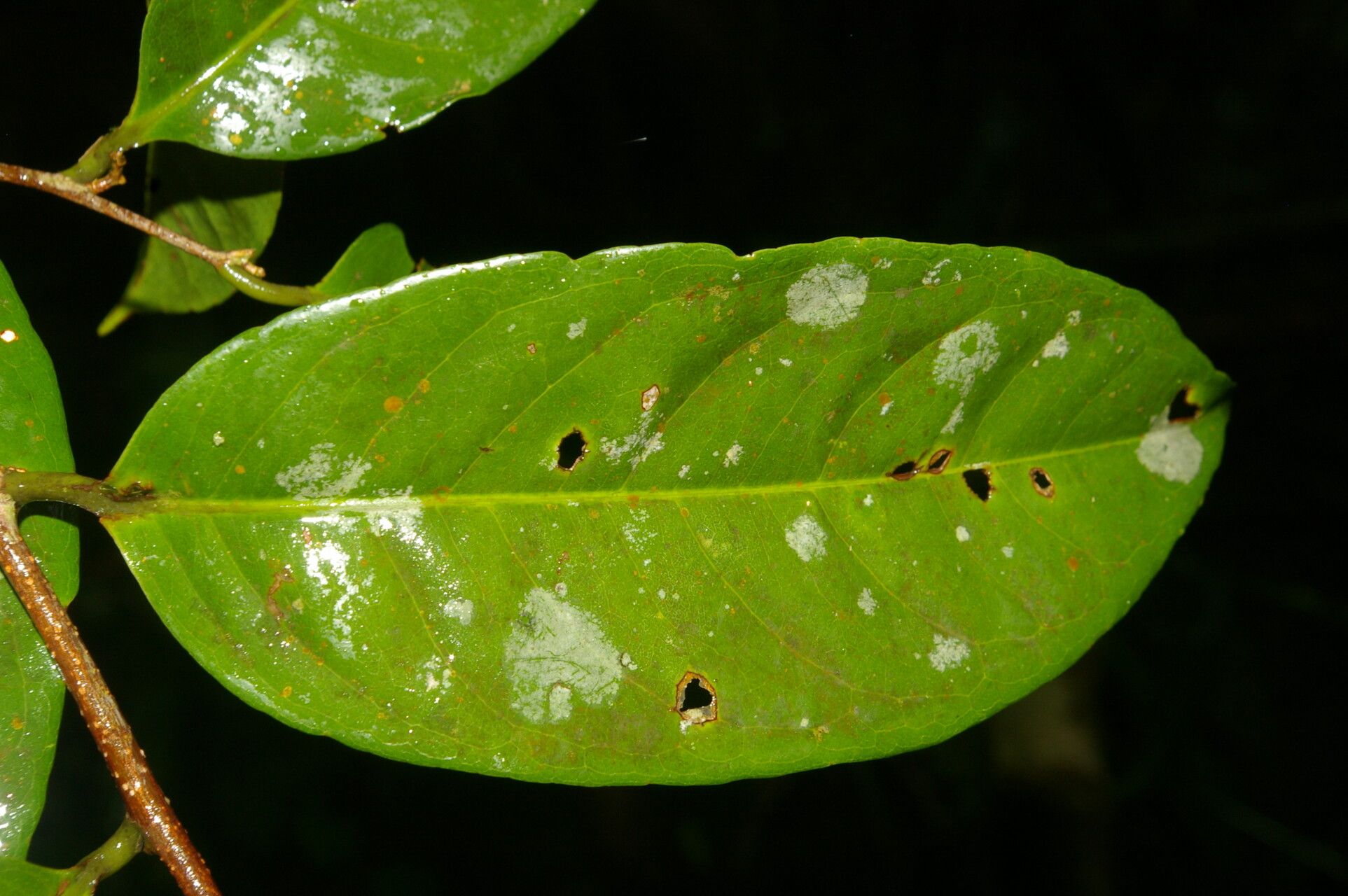 Eschweilera hondurensis leaf