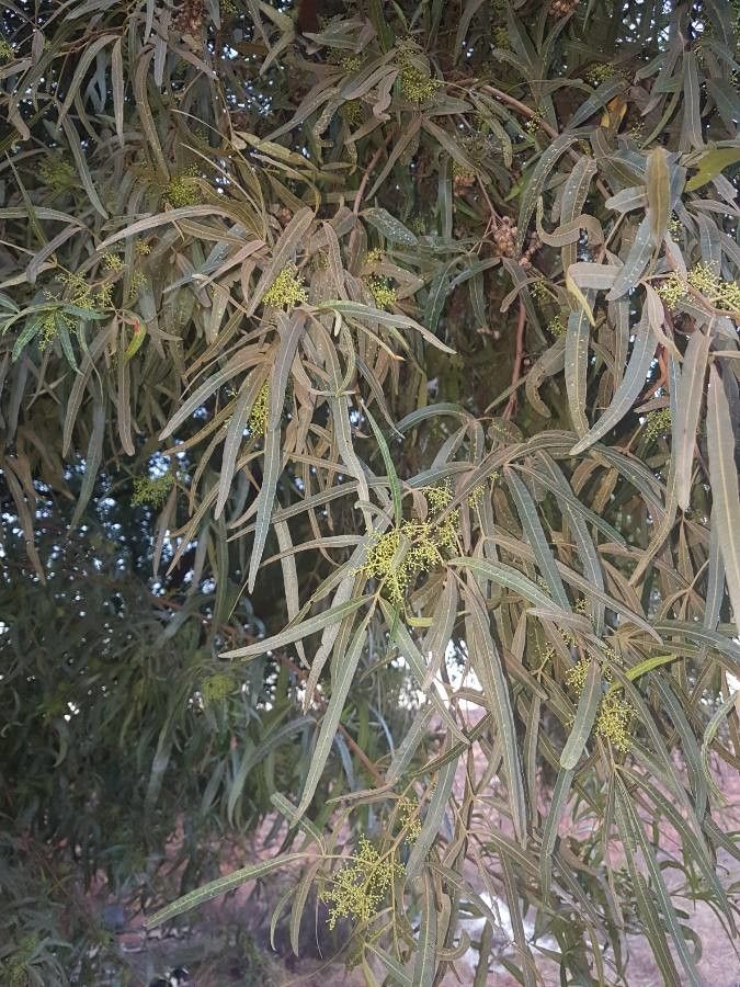 Searsia lancea — search result for 'Rhus'