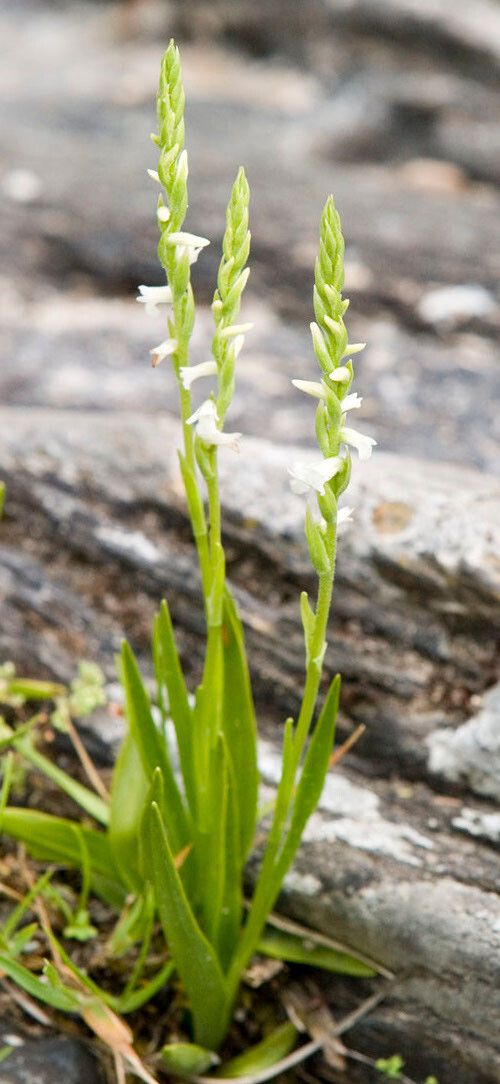 Spiranthes aestivalis flower