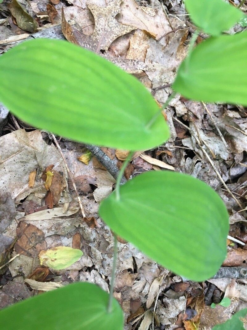 Uvularia perfoliata leaf