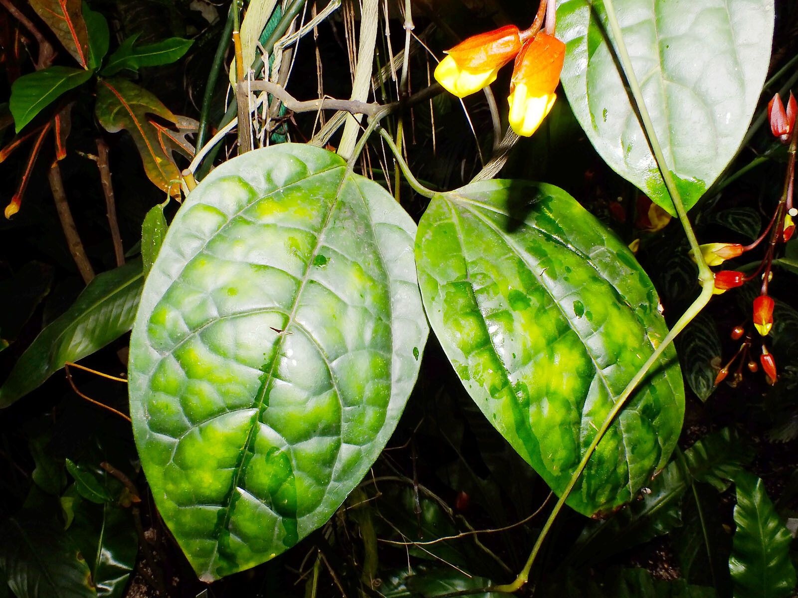 Thunbergia mysorensis