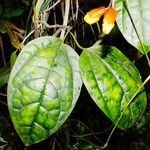 Thunbergia mysorensis