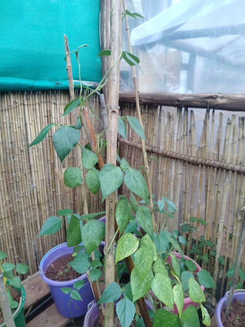 Vigna gazensis other