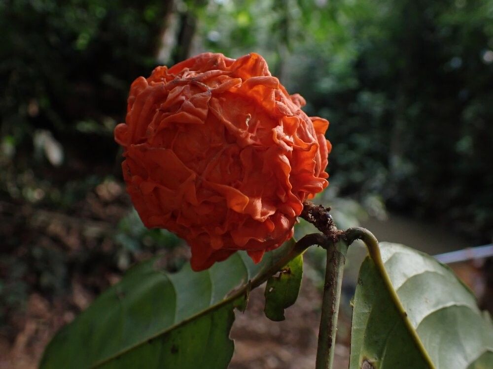 Salacia pierrei — houseplant care guide