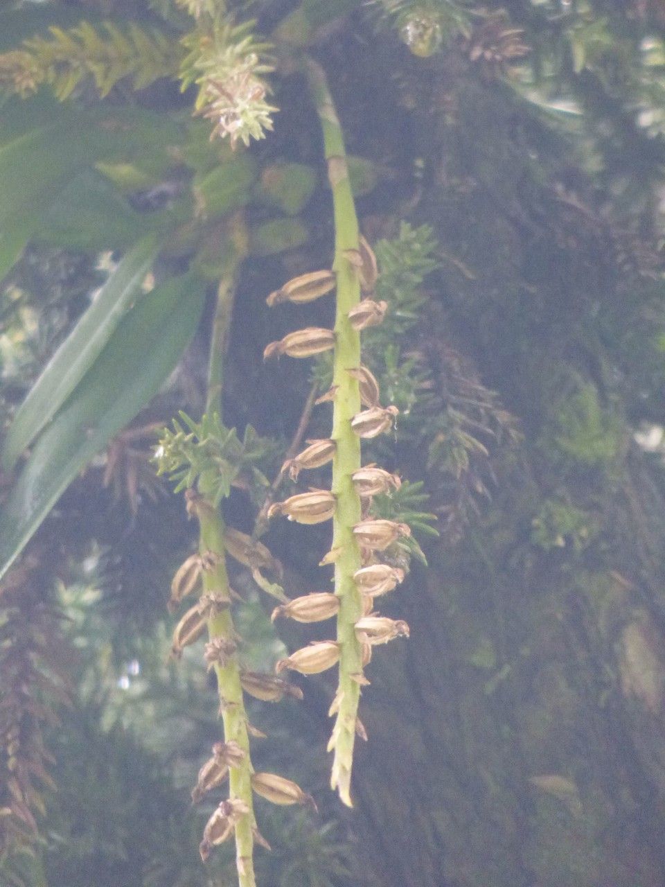 Bulbophyllum sambiranense fruit