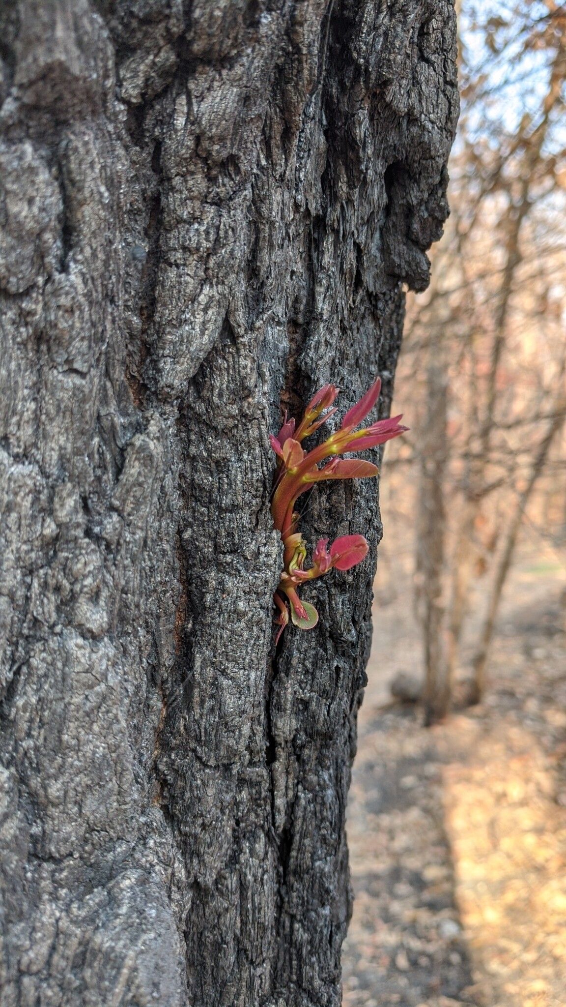 Eucalyptus paniculata bark