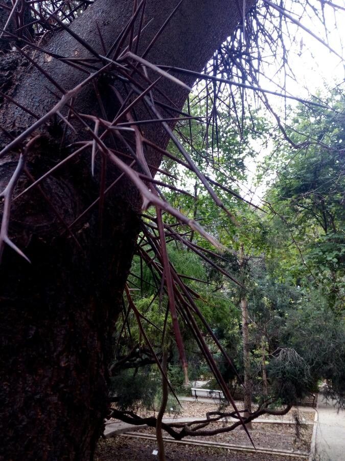 Gleditsia macracantha — houseplant care guide