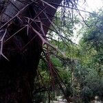 Gleditsia macracantha