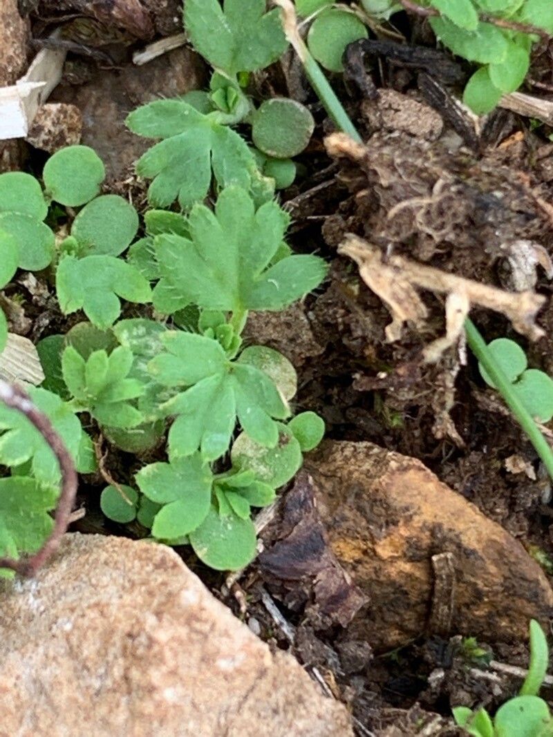 Aphanes australis leaf