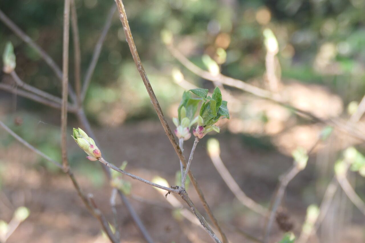 Enkianthus deflexus leaf