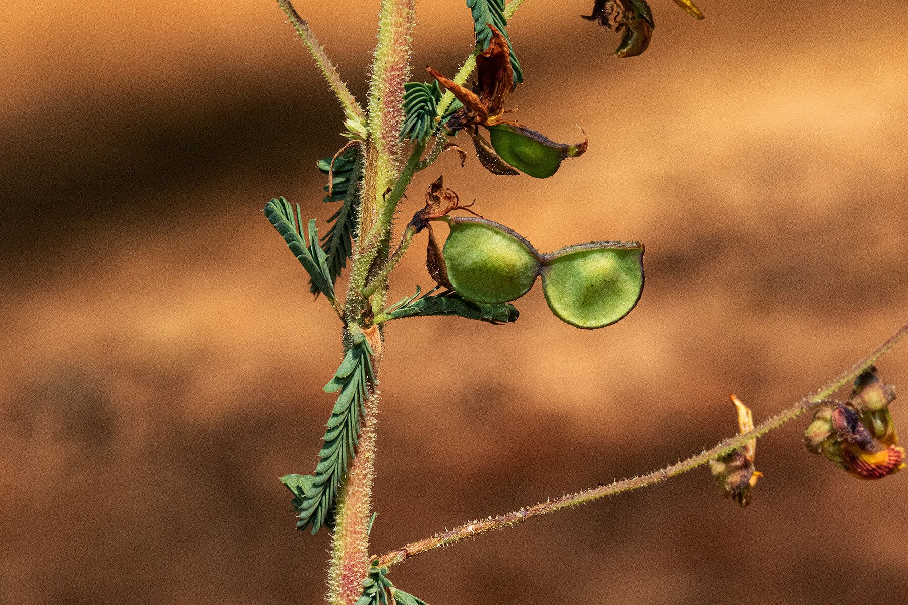 Aeschynomene mimosifolia fruit