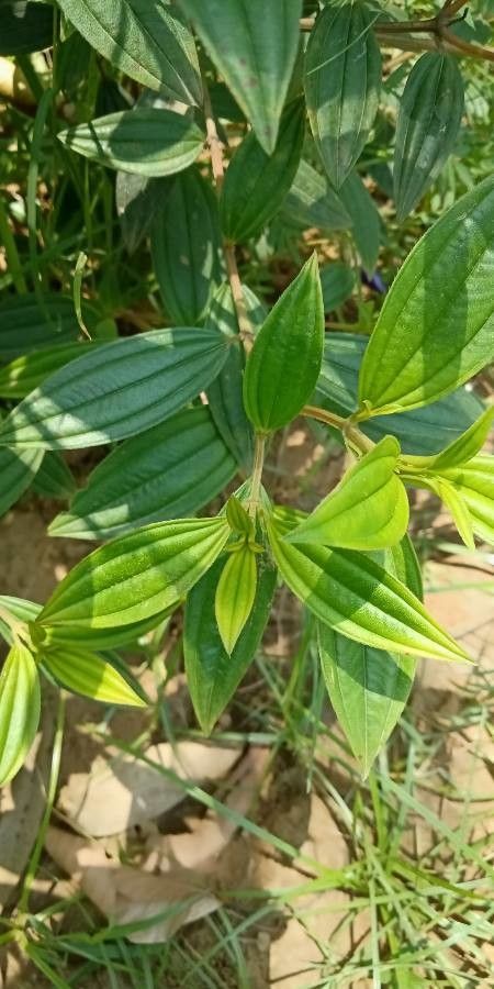 Melastoma malabathricum leaf