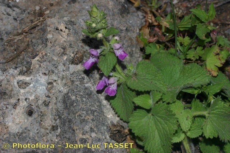 Stachys circinata habit