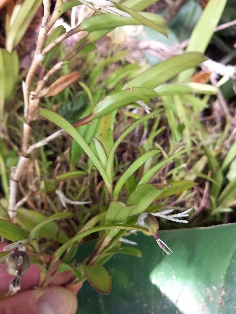 Jacquiniella globosa fruit