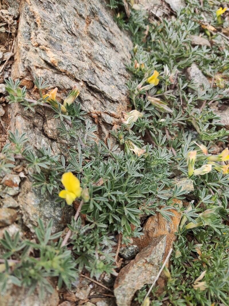 Leobordea lupinifolia — related species from the same genus