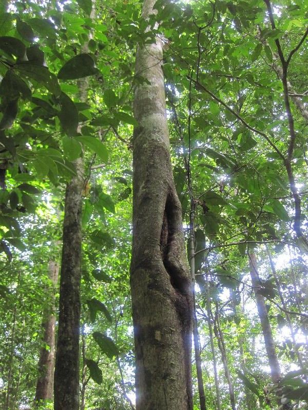 Carapa procera habit