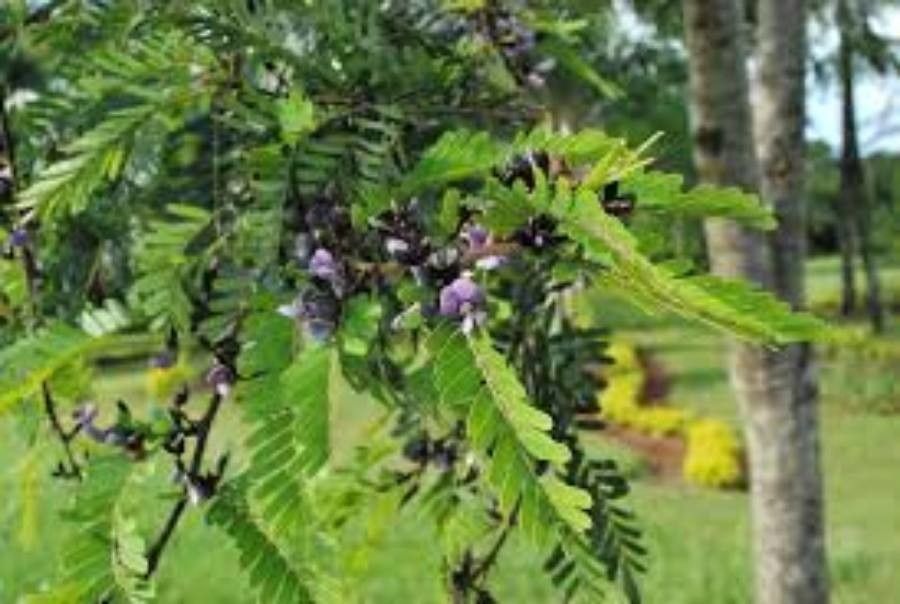 Machaerium aculeatum leaf
