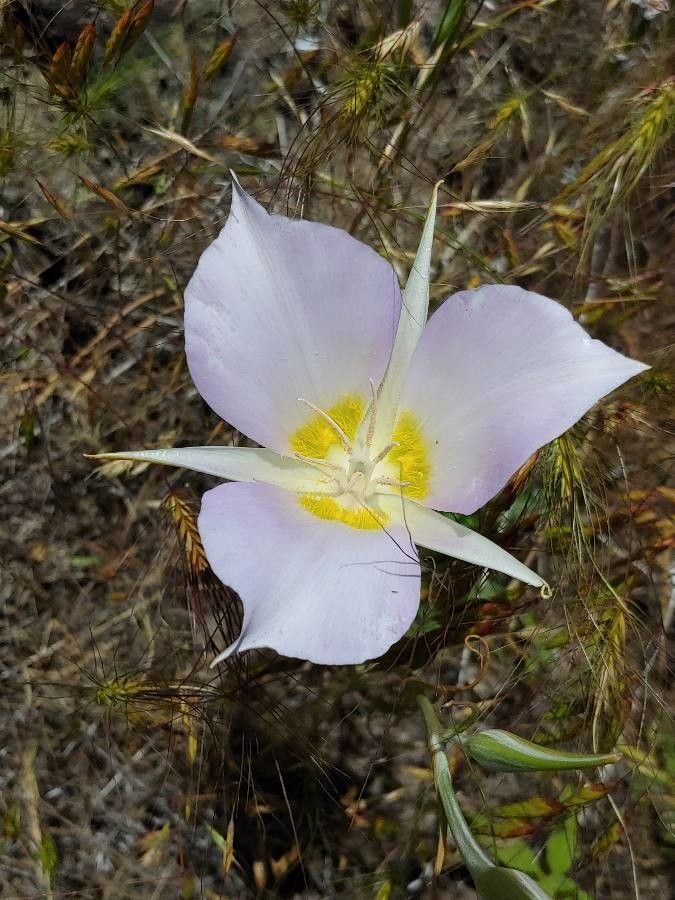 Calochortus macrocarpus flower