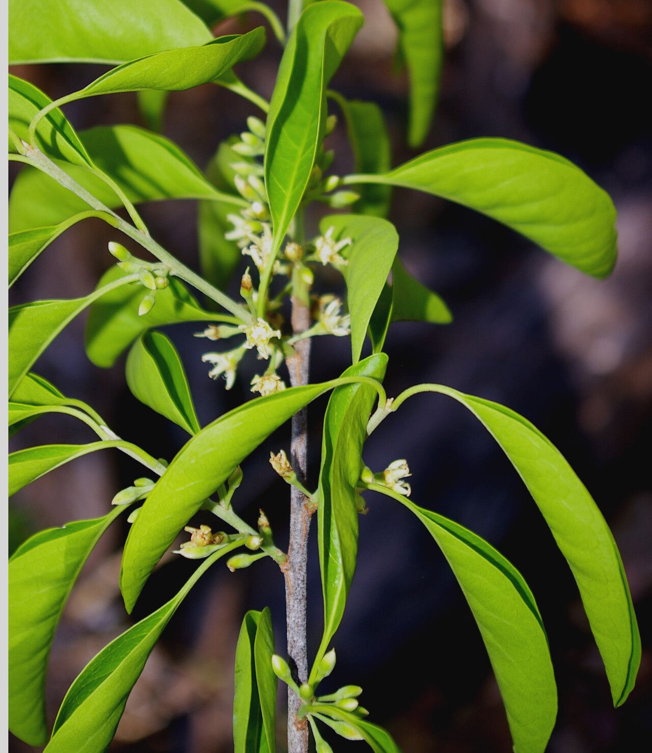 Sideroxylon stenospermum flower