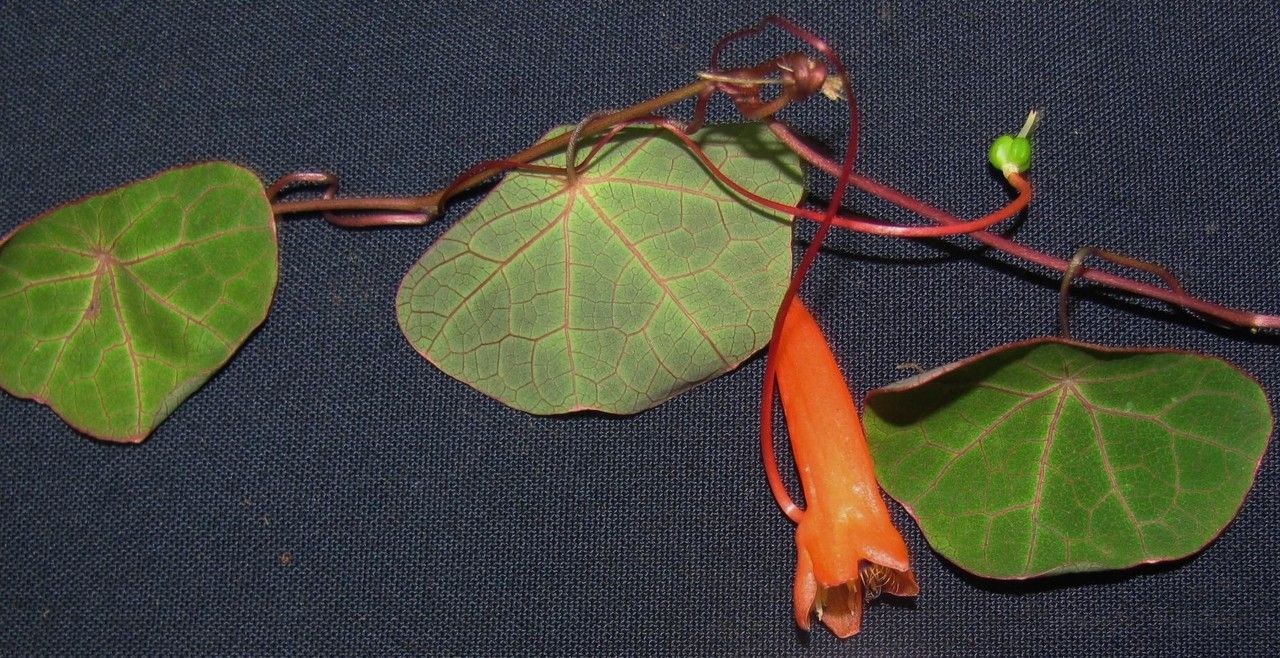 Tropaeolum emarginatum other