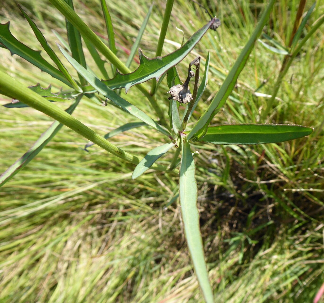 Sonchus dregeanus — houseplant care guide