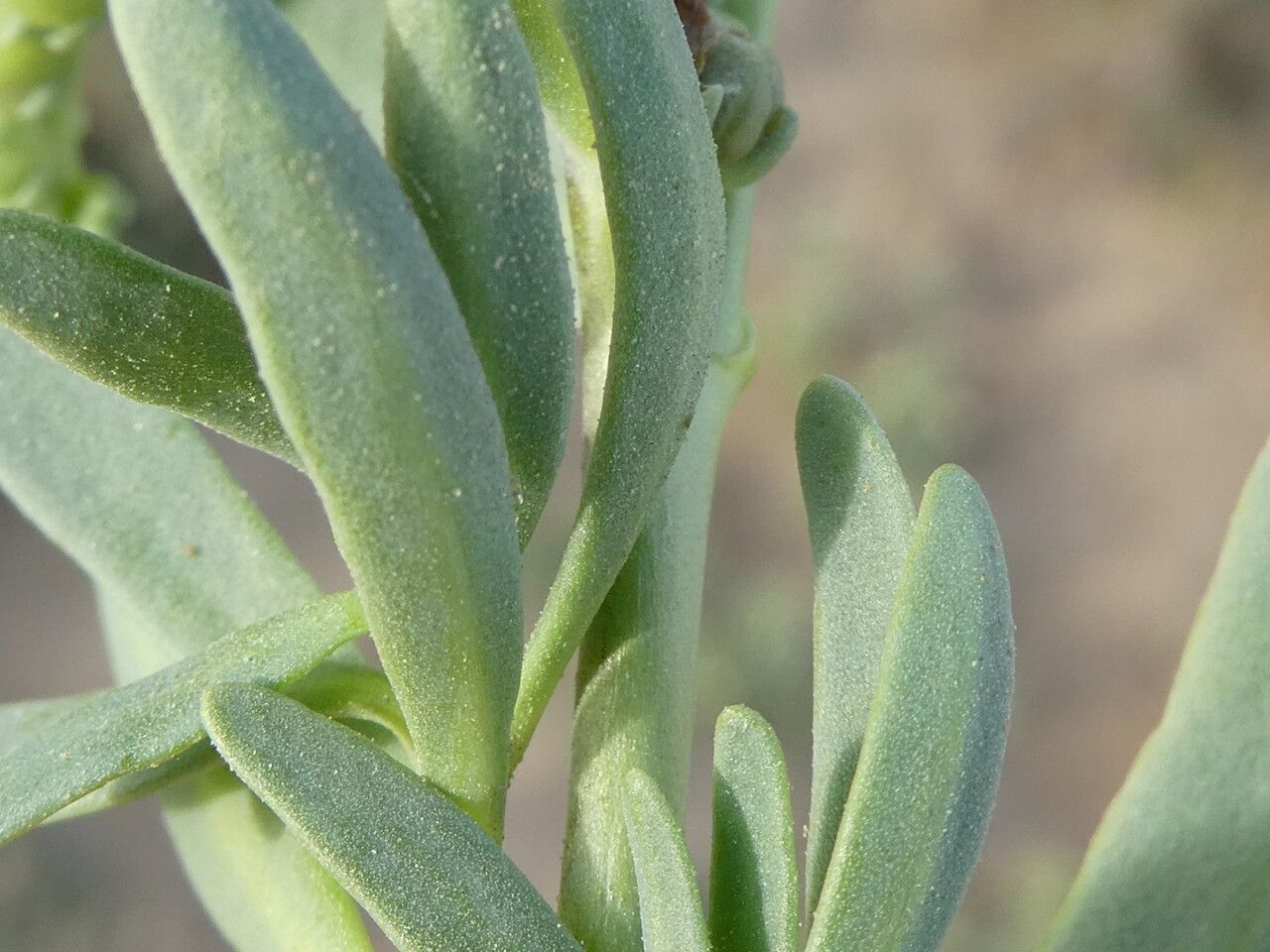 Heliotropium curassavicum — search result for 'Jamaica'