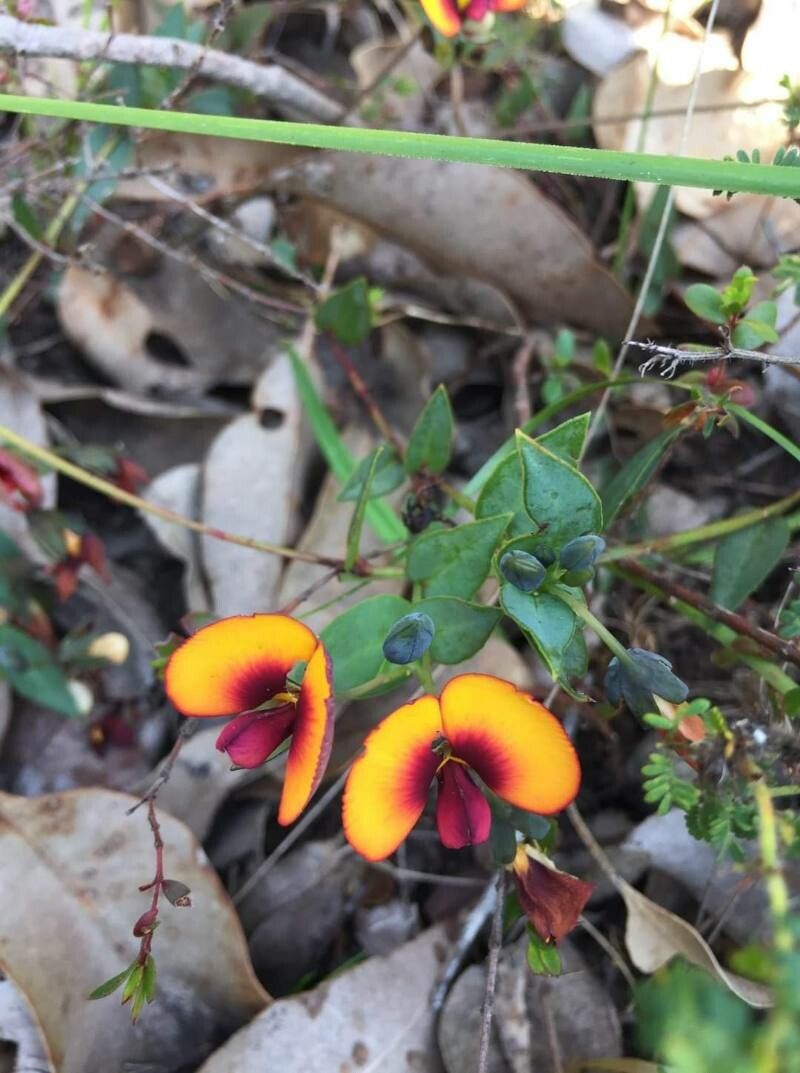 Gompholobium ovatum — related species from the same genus